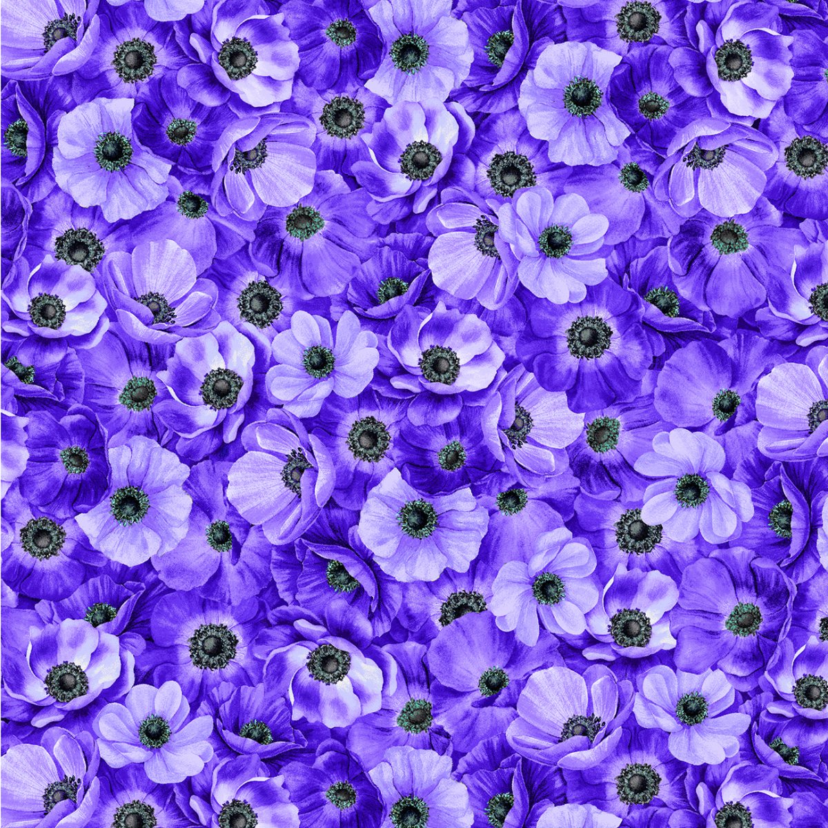 Purple Packed Anemones