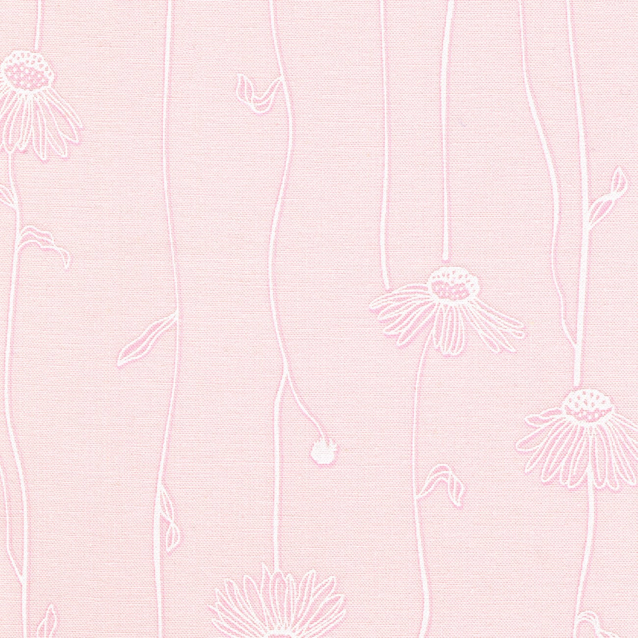 Alabastar Hues Cone Flowers Pearl Pink
