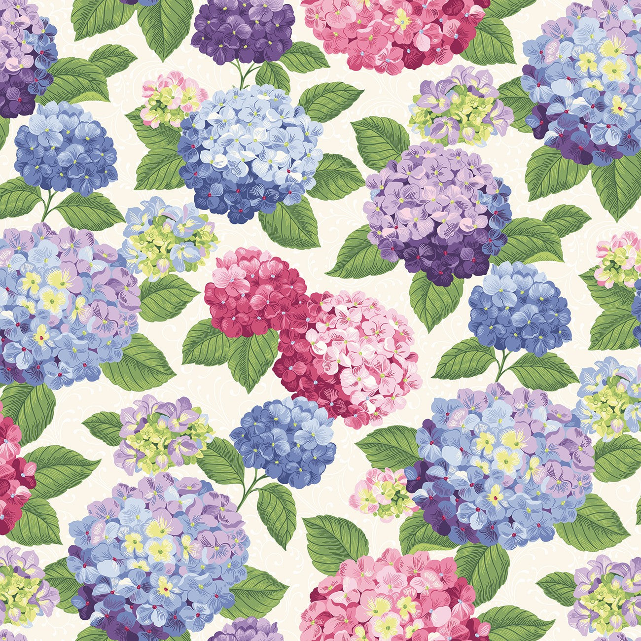 Main Multi Pearl Hydrangeas in the Garden