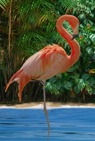 Call Of The Wild Flamingo A Hoffman Spectrum Print Flamingo 36" Cotton Fabric Panel